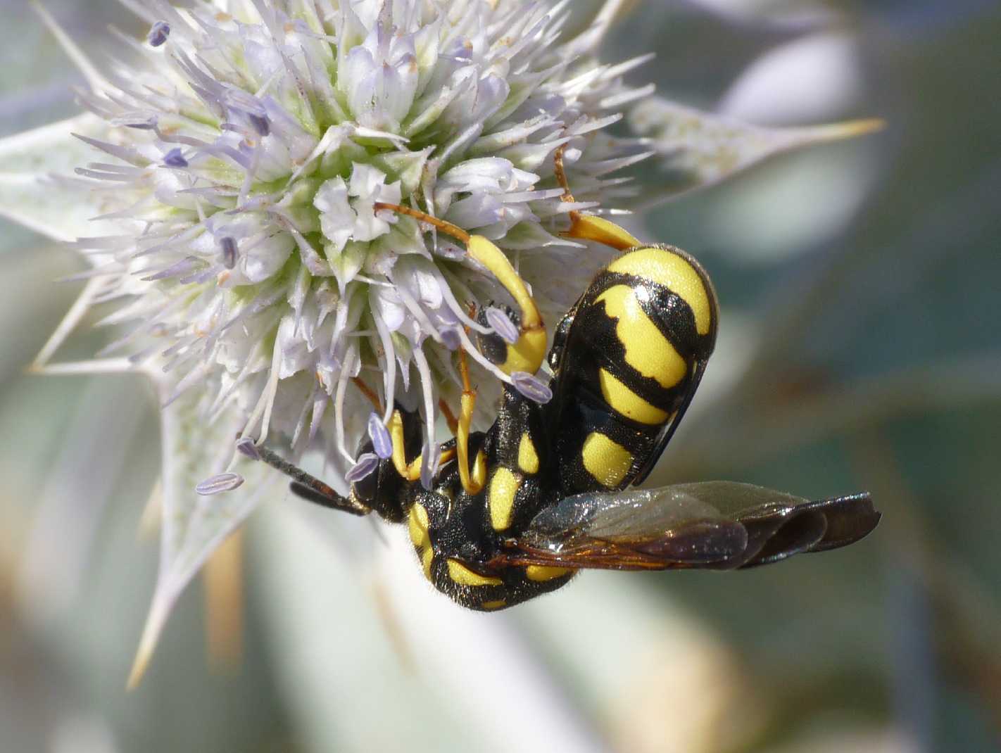 Piccolo Leucospis